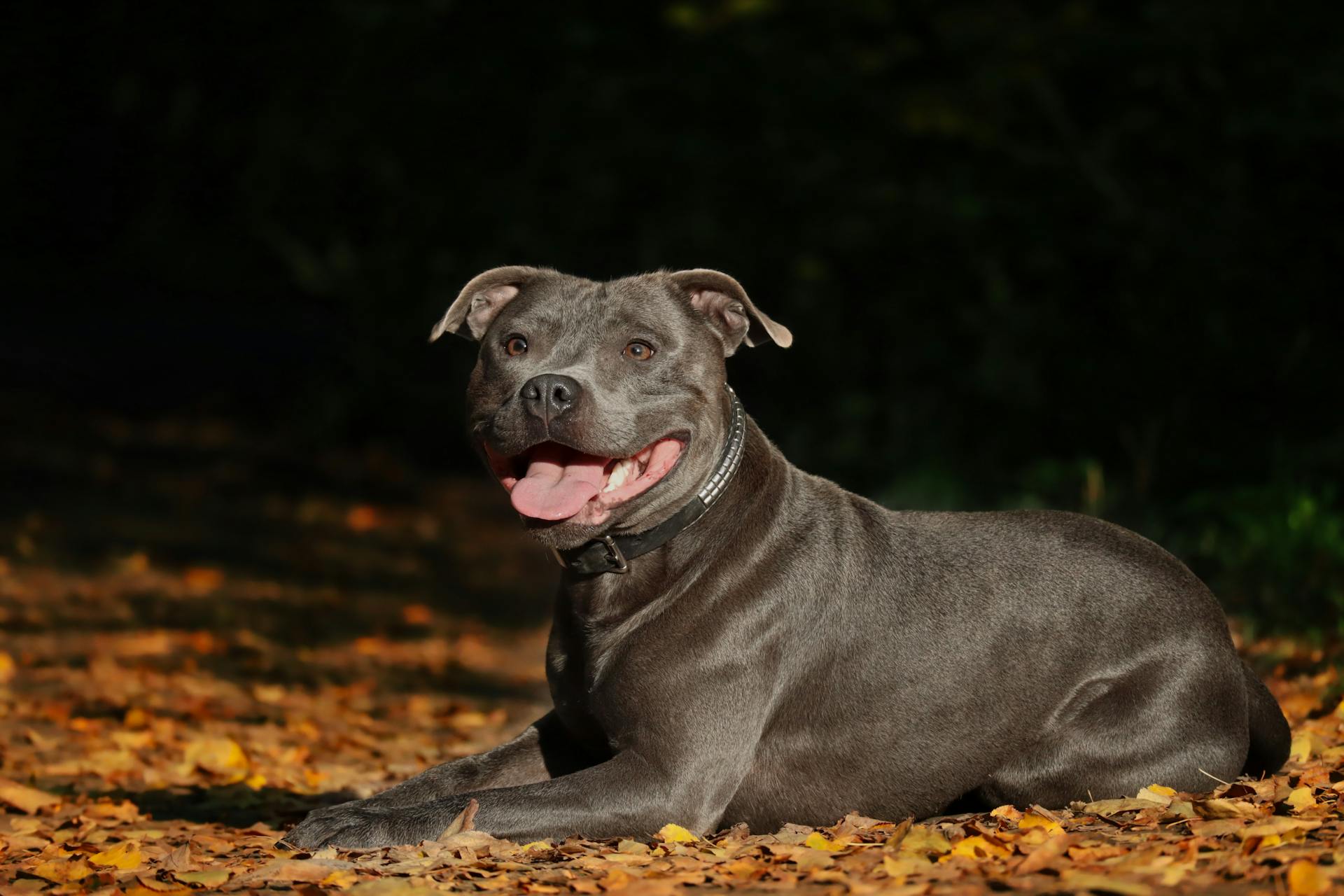 En Staffordshire-bullterrier som ligger på marken