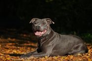 Exploring The Loyal And Loving Staffie Breed Characteristics