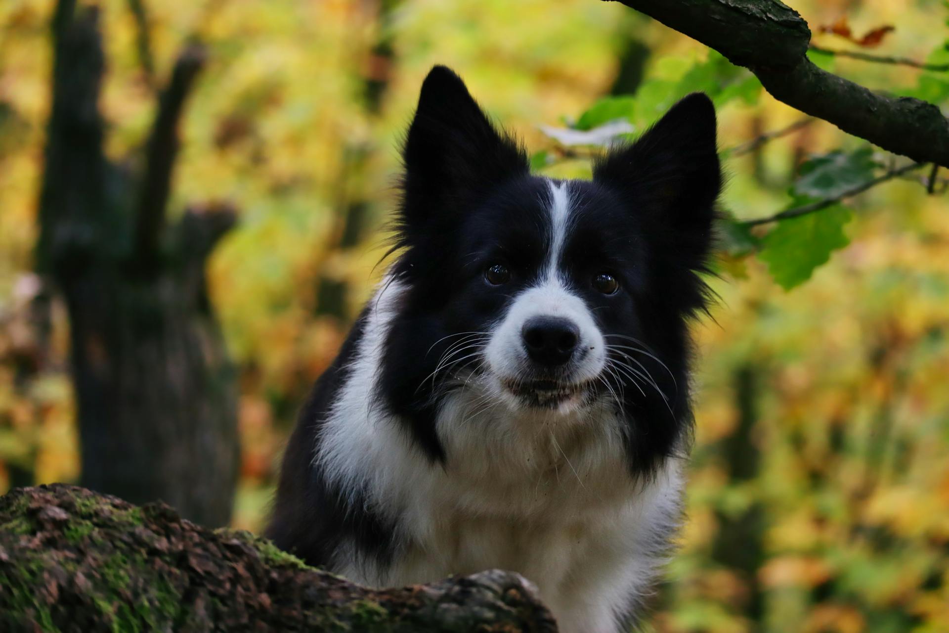 Black and White Border Collie Dog