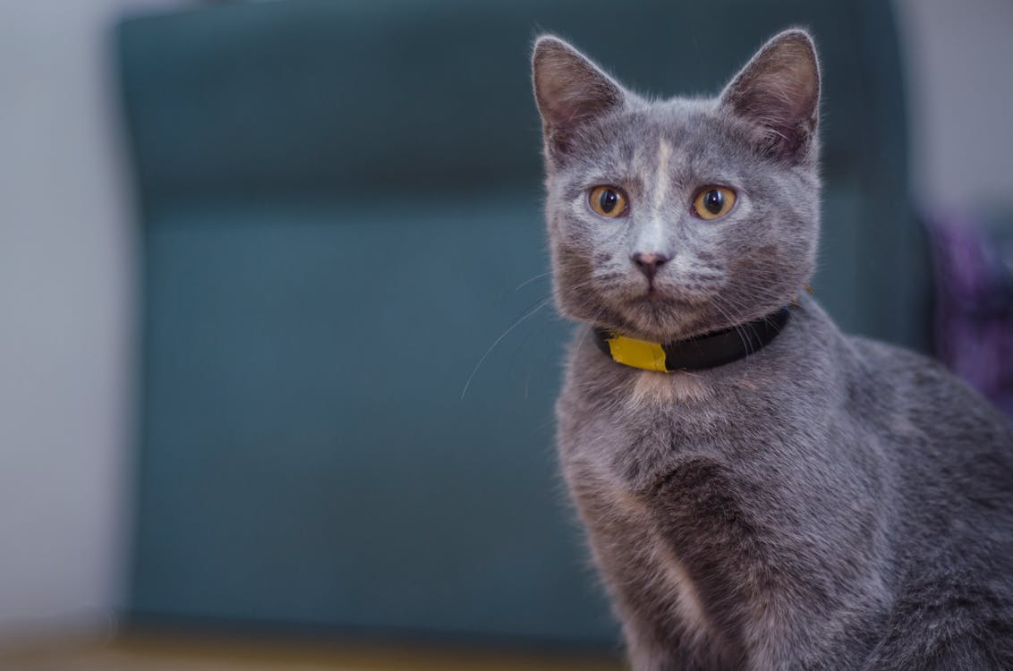 бесплатная Серый кот на коричневой поверхности Стоковое фото