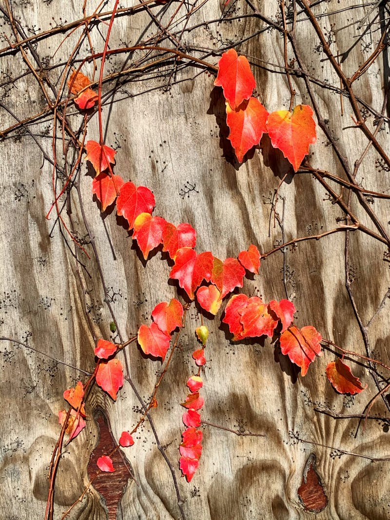 HVAC maintenance and tools