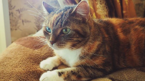 Ситцевый кот на коричневом текстиле