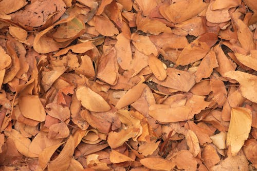 Bezpłatne Darmowe zdjęcie z galerii z jesień, liście, pora roku Zdjęcie z galerii