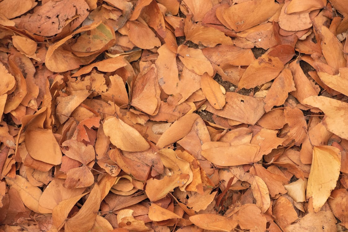 Darmowe zdjęcie z galerii z jesień, liście, pora roku