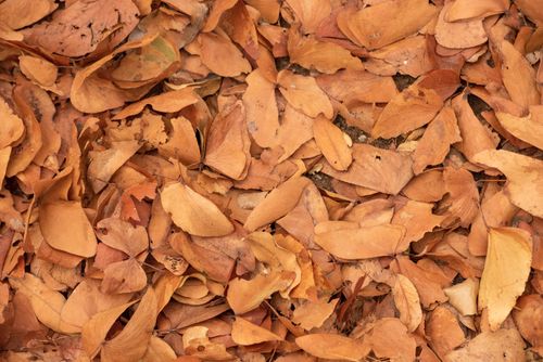 Free A detailed view of brown and orange autumn leaves covering the ground. Stock Photo