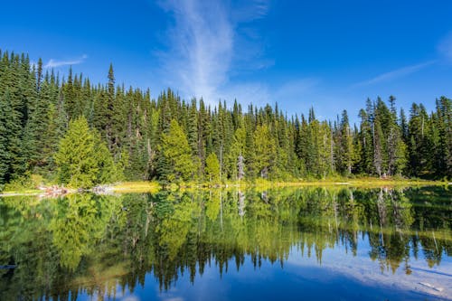 Green Trees Beside Body of Water Under Blue Sky