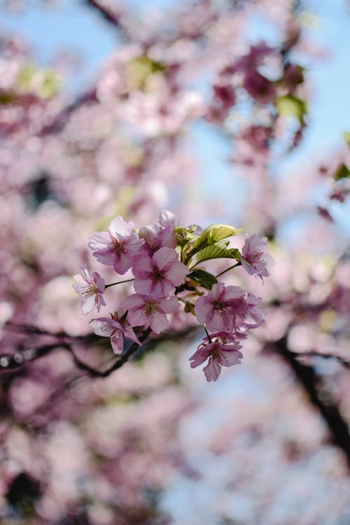 チルトシフトレンズのピンクの花