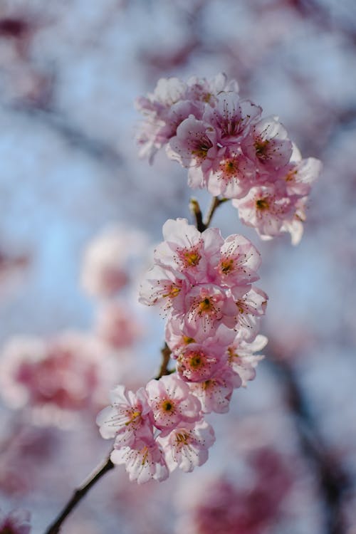 Pink and White Flower in Tilt Shift Lens