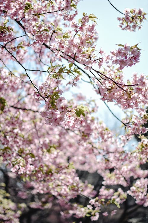 Free Cherry Blossoms on Branches Stock Photo