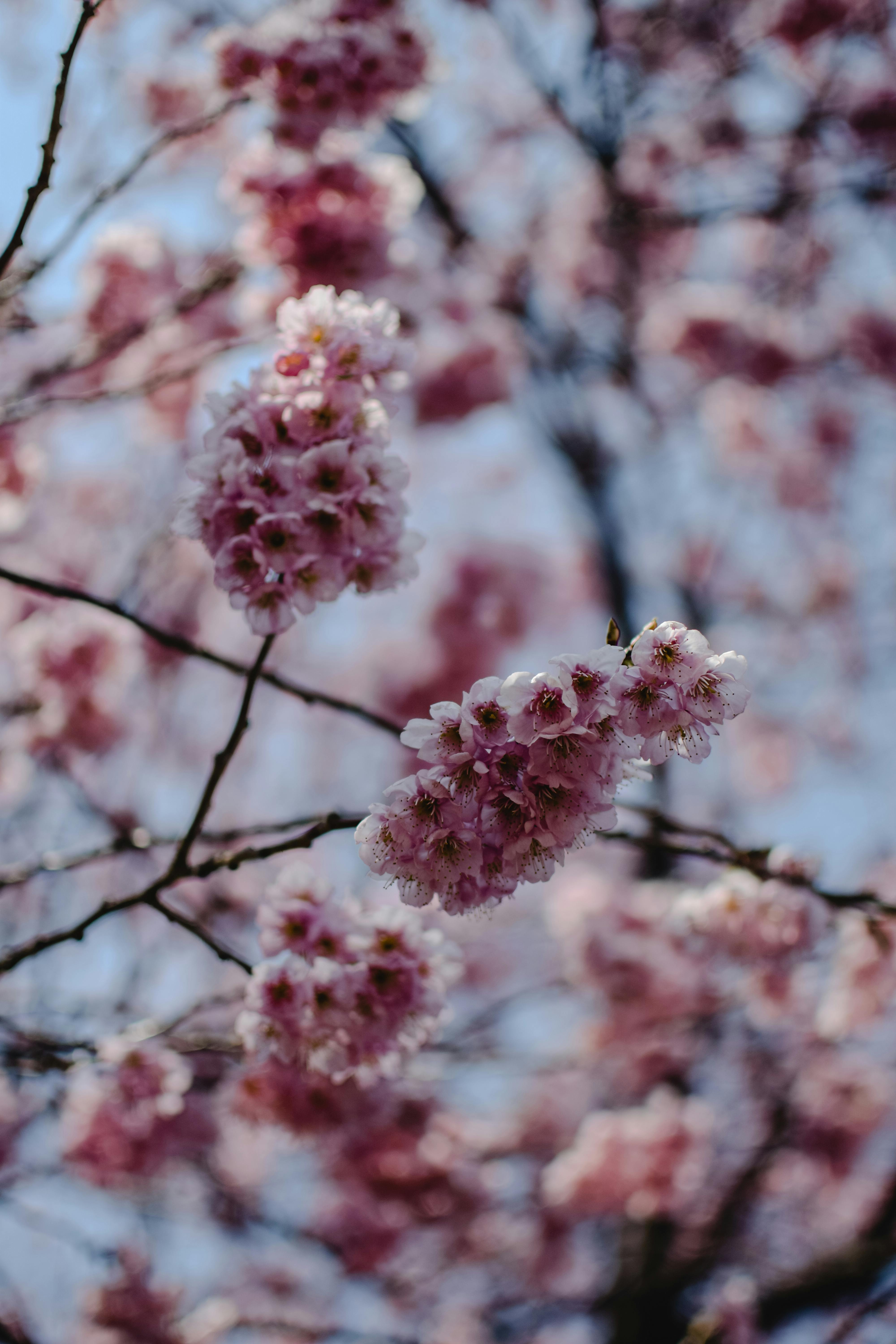 pink flowers on tree branch