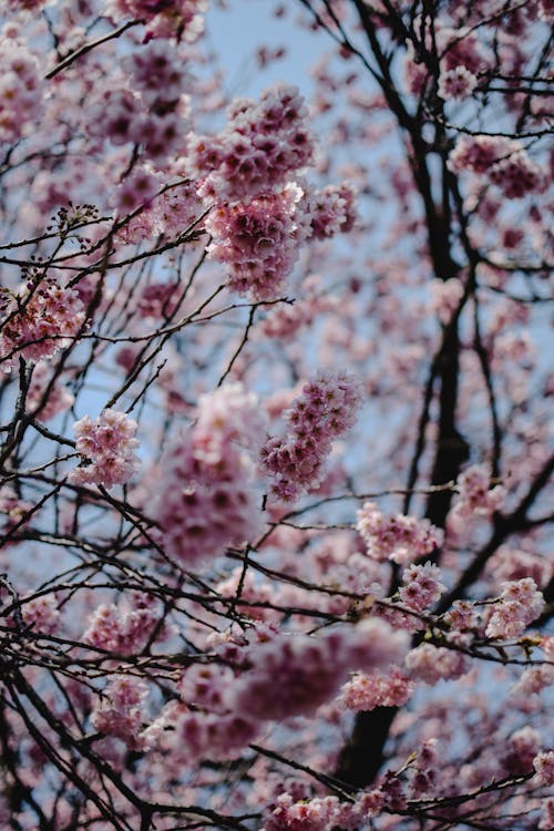 盛开的粉红色樱花树
