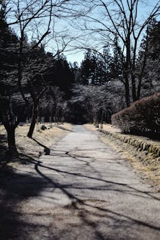 Tranquil stone path through a wooded area in Nikko, Tochigi, Japan, ideal for contemplation.
