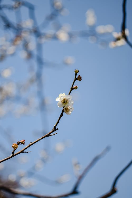 Základová fotografie zdarma na téma flóra, Japonsko, jaro