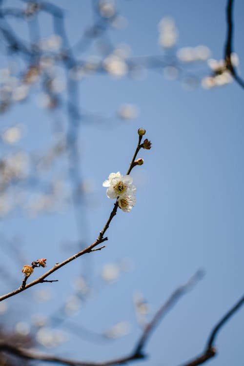 Gratis arkivbilde med årstid, blomst, blomster