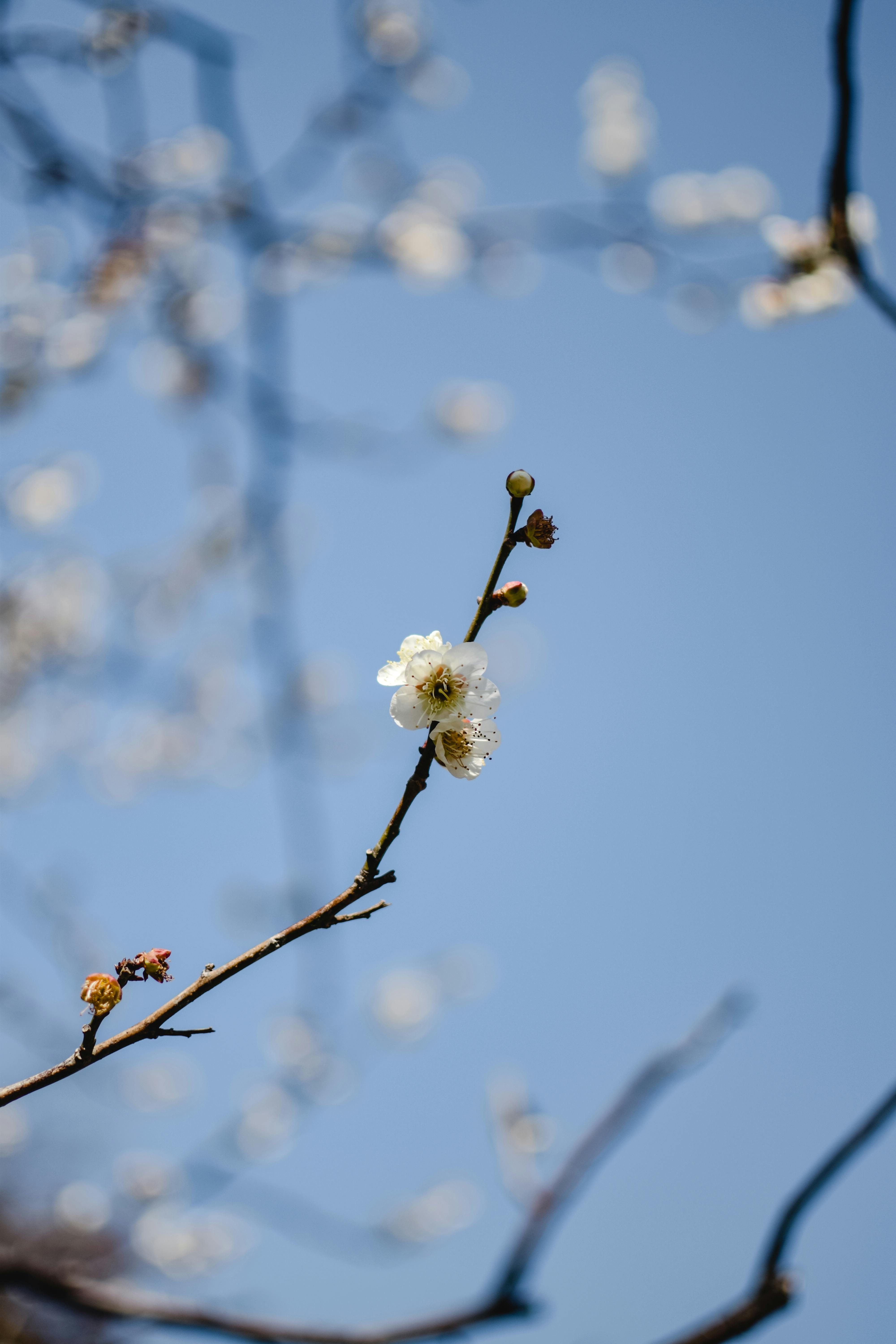 Plum Blossom Photos, Download The BEST Free Plum Blossom Stock Photos & HD  Images