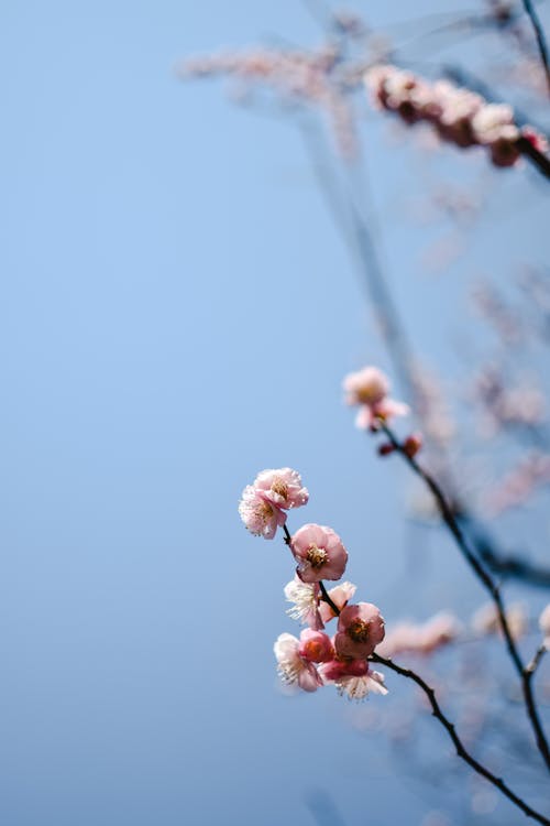 Blooming Pink Cherry Blossoms