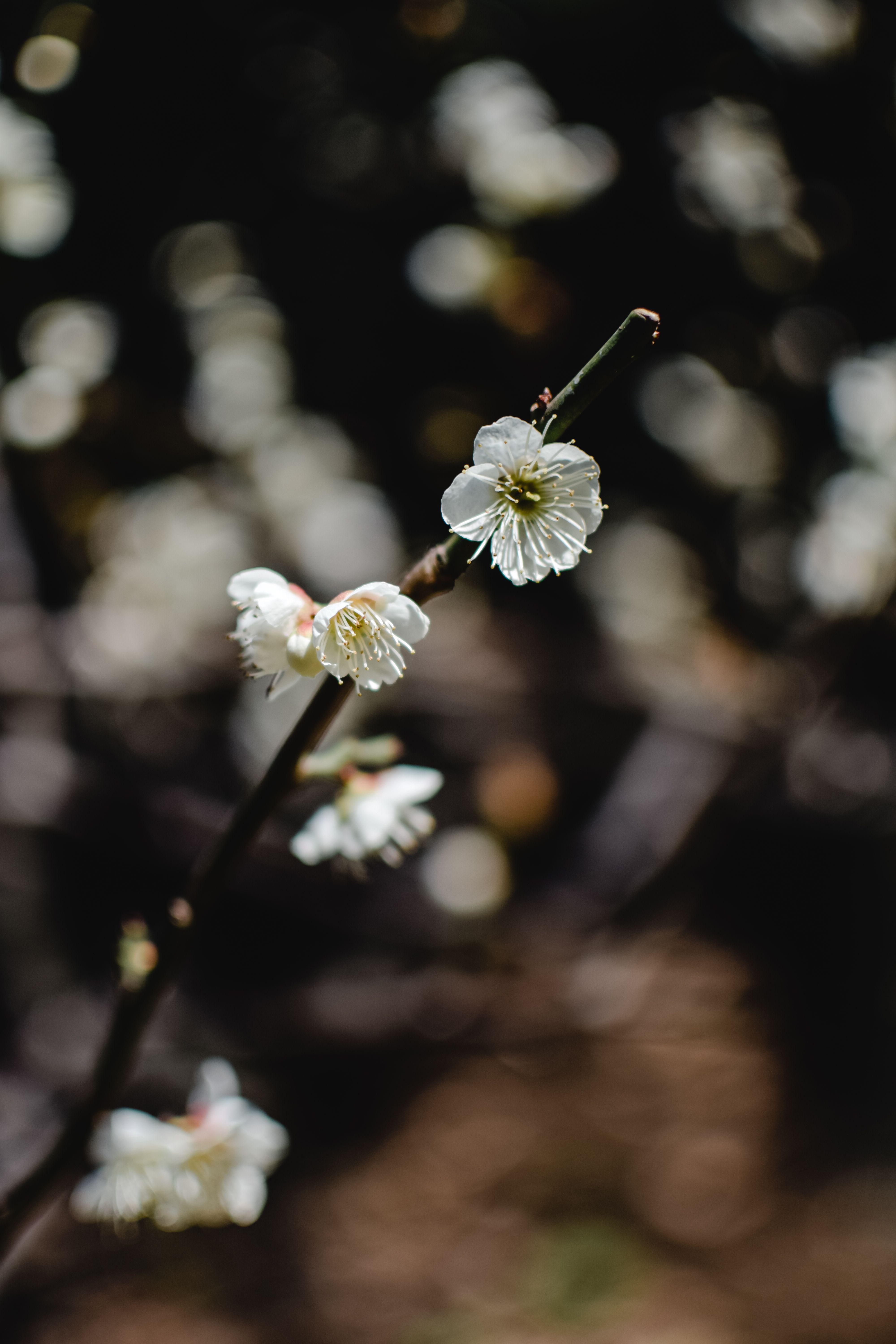 精致的樱花枝与柔和的白花，共同展现了春天的美丽