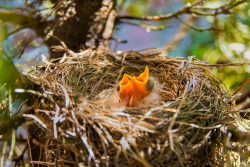 Free Close view of baby robins in a straw nest among tree branches, capturing nature's fresh spring vibe. Stock Photo