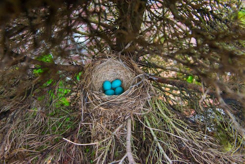 Free Blue Egg in the Brown Nest Stock Photo