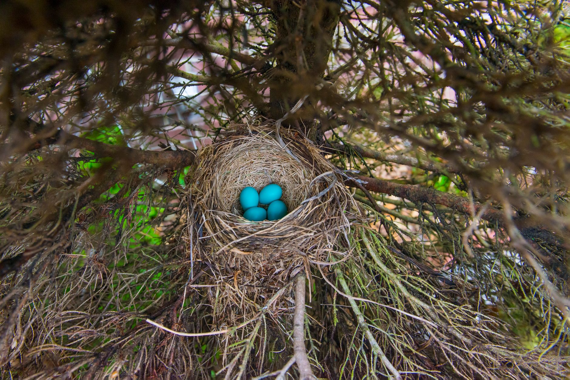 Vue en plongée d'œufs bleus vibrants dans un nid niché entre les branches d'un arbre, mettant en valeur la beauté de la nature.