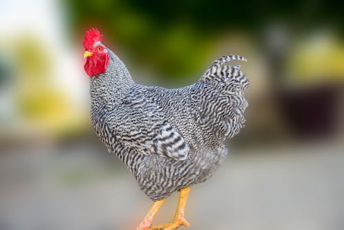 Free stock photo of bird, chicken, hen