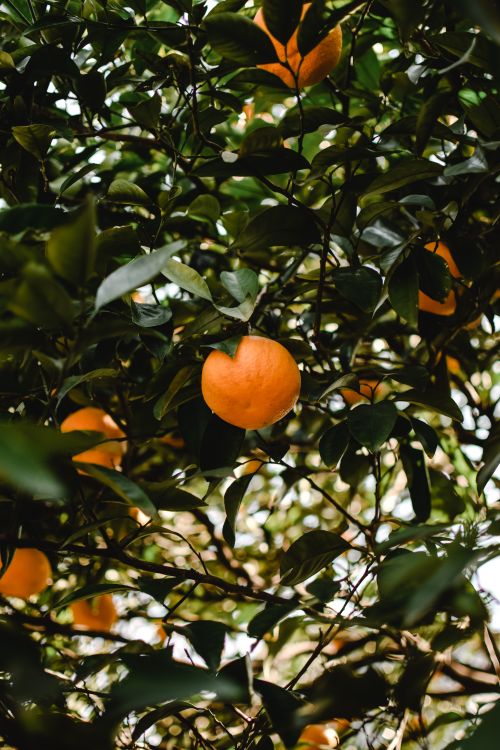Free Vibrant mandarins hanging on lush green tree branches, captured in an outdoor Tokyo garden. Stock Photo