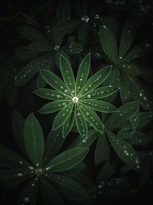 Free Close-up of lupine leaves with fresh water droplets displaying a natural, vibrant pattern. Stock Photo