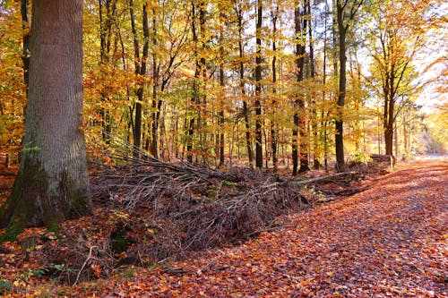 Základová fotografie zdarma na téma les, podzim