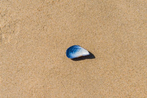 Blue and White Shell on the Sand
