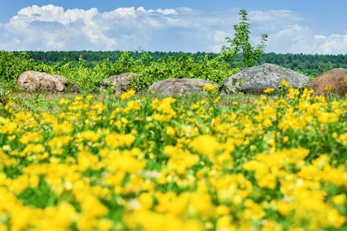 Kostnadsfri bild av blommor, gul, landskap