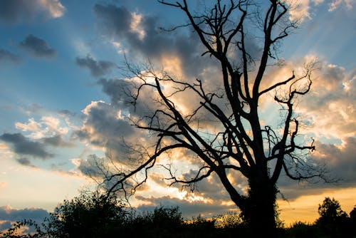 Photos gratuites de arbre, ciel, coucher de soleil
