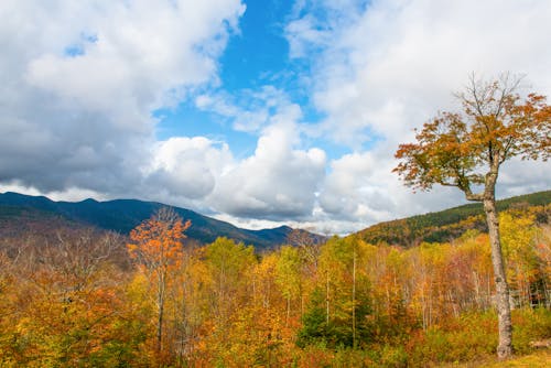 Photos gratuites de automne, mohan, montagnes