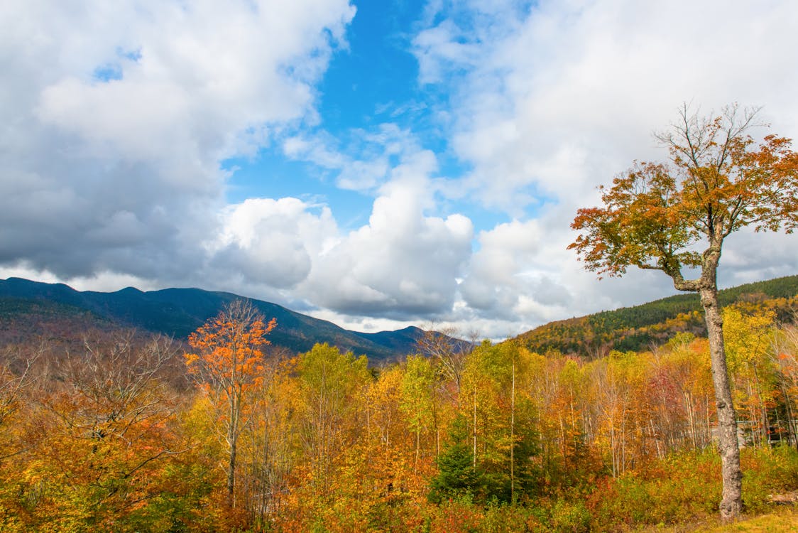 Free stock photo of autumn, clouds, fall