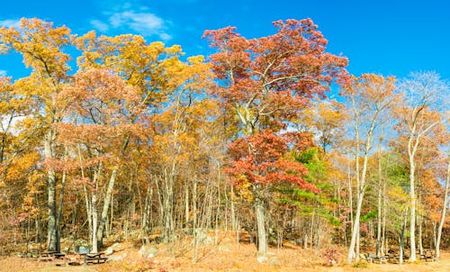 Бесплатное стоковое фото с деревья, красочный, лес