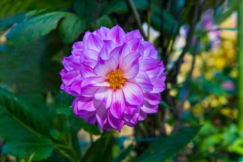 Fotobanka s bezplatnými fotkami na tému dália, fialová, kvet