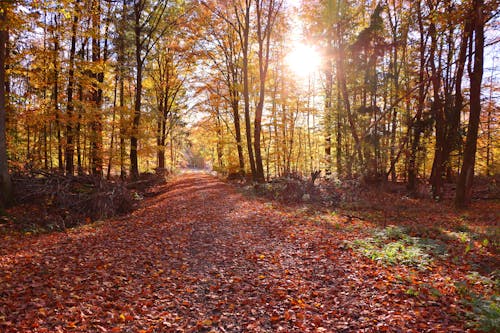 가을, 숲의 무료 스톡 사진