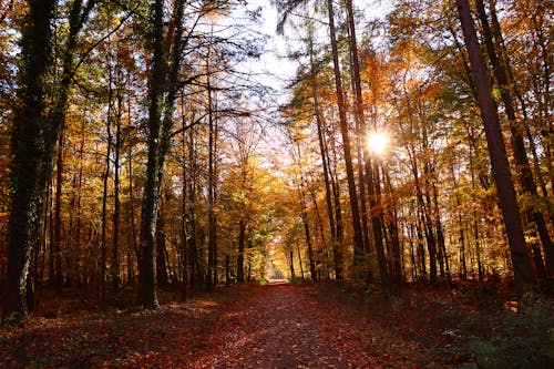 가을, 숲의 무료 스톡 사진