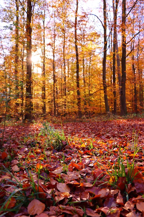 Fotobanka s bezplatnými fotkami na tému jeseň, les