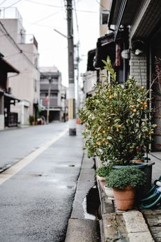 一场清爽的阵雨过后，东京安静的街道两旁摆放着盆栽植物，映衬出城市的宁静