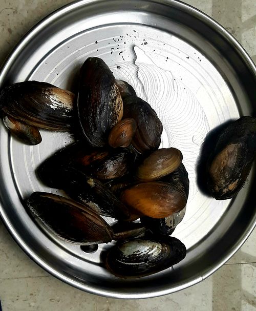 Free stock photo of clam, water clams Stock Photo