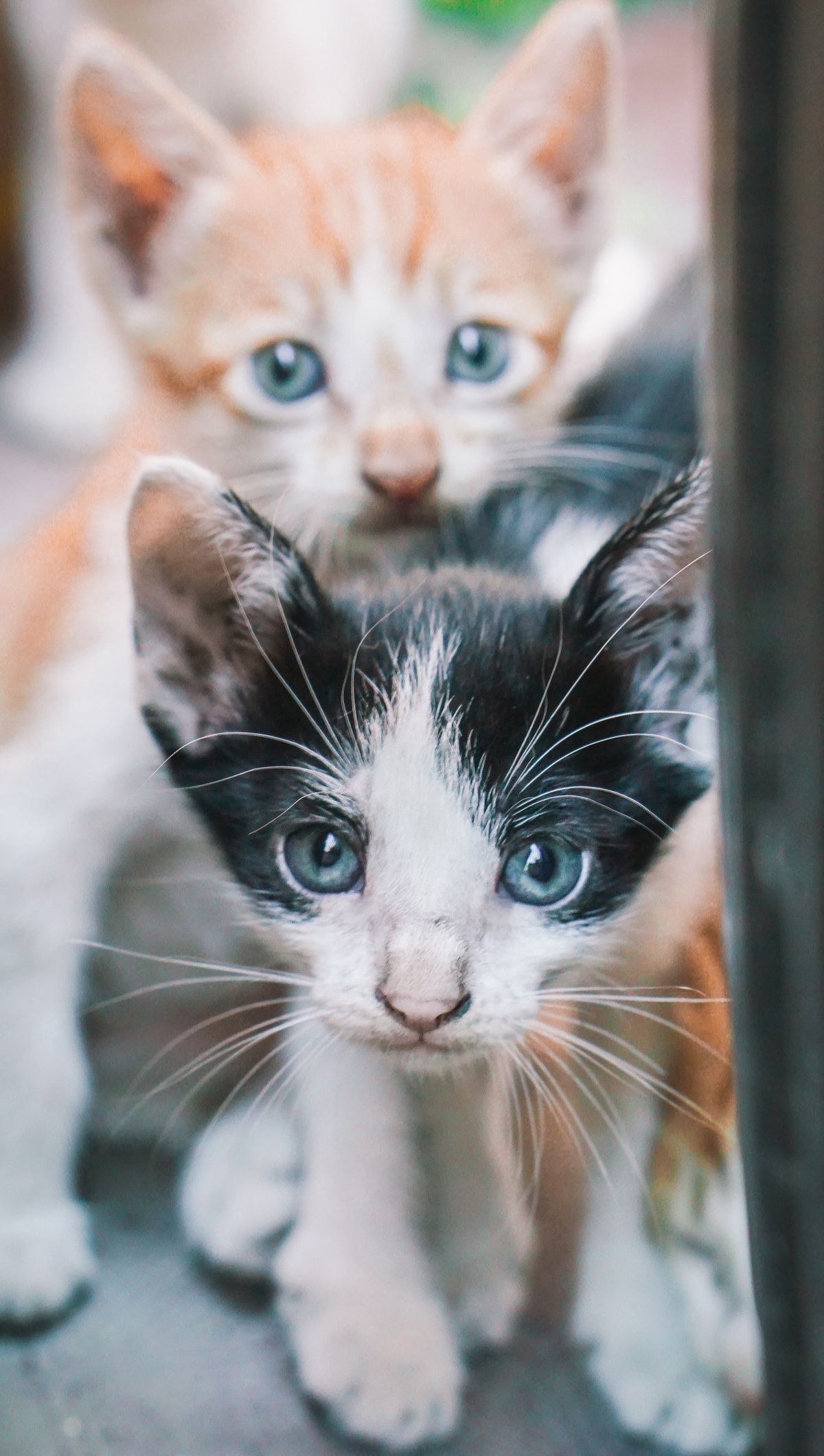 Kitten Growth Milestones: What's Normal By Age