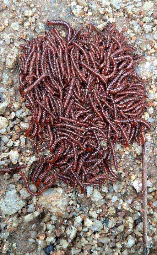 Free stock photo of group, worms Stock Photo