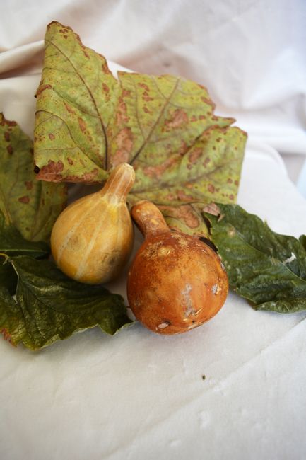 Fotomural Calabazas coloridas con hojas de otoño, perfectas para decoración de otoño y temas de cosecha.