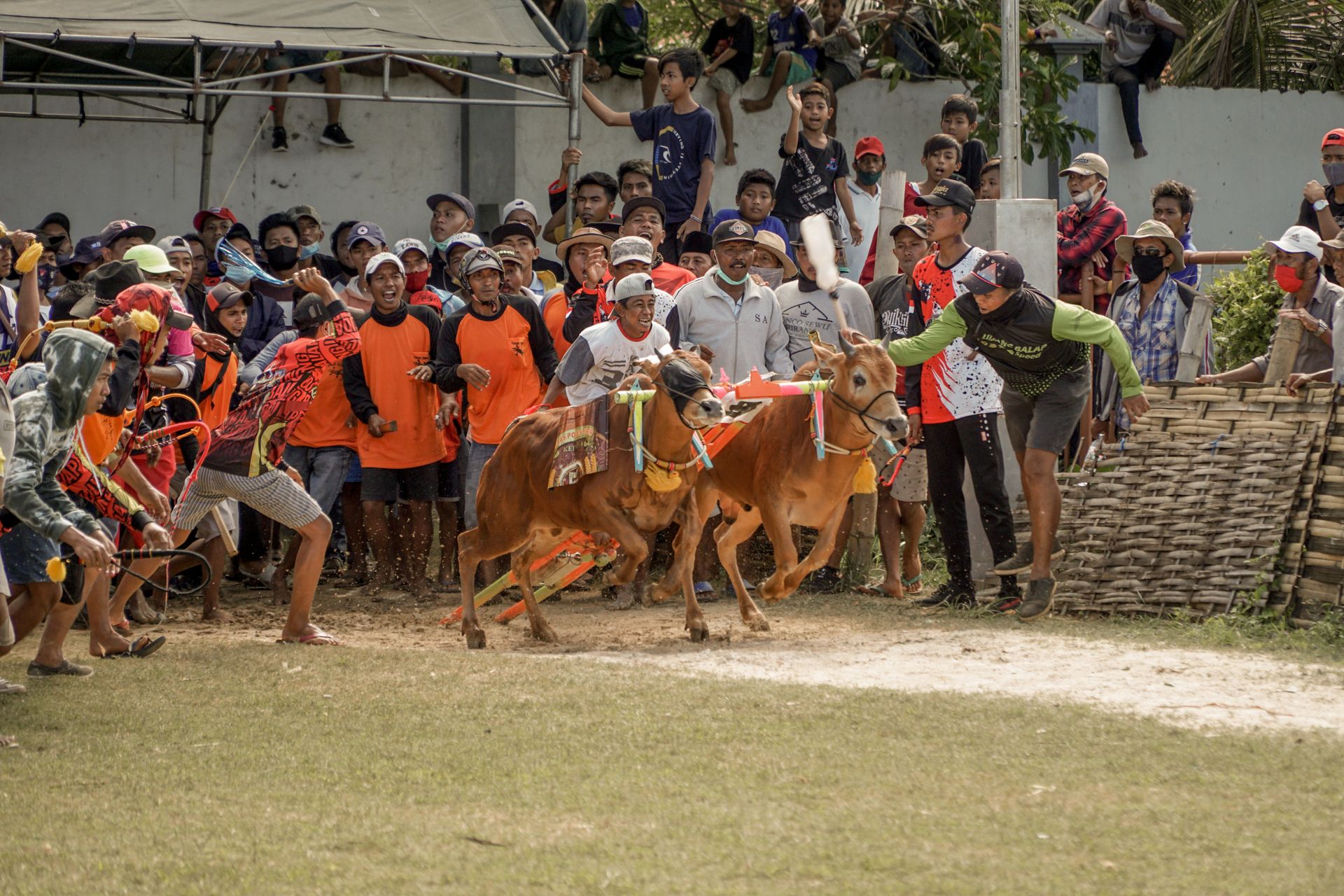 Energetic crowd cheers during the exhilarating Pacu Jawi cow racing event outdoors.