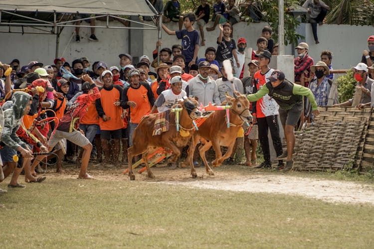 A Crowd Watching Cow Race 