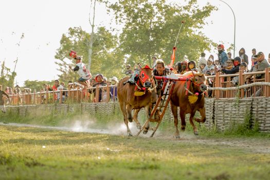 Exciting traditional bull racing event captured outdoors, showcasing action and spectators.