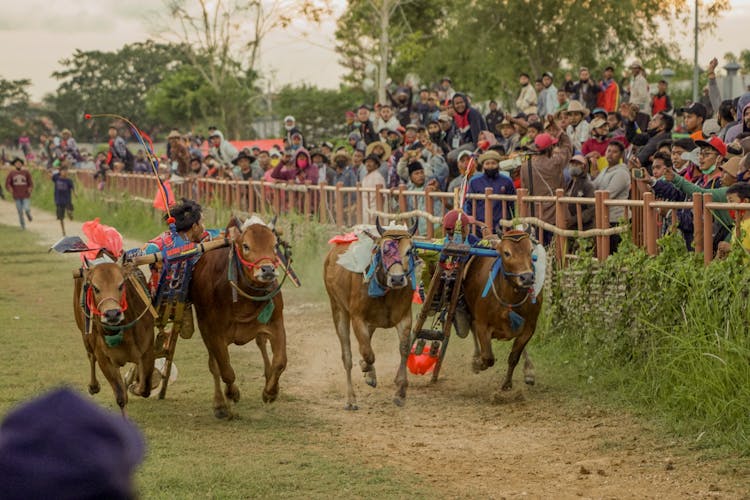 People Watching Bull Racing 