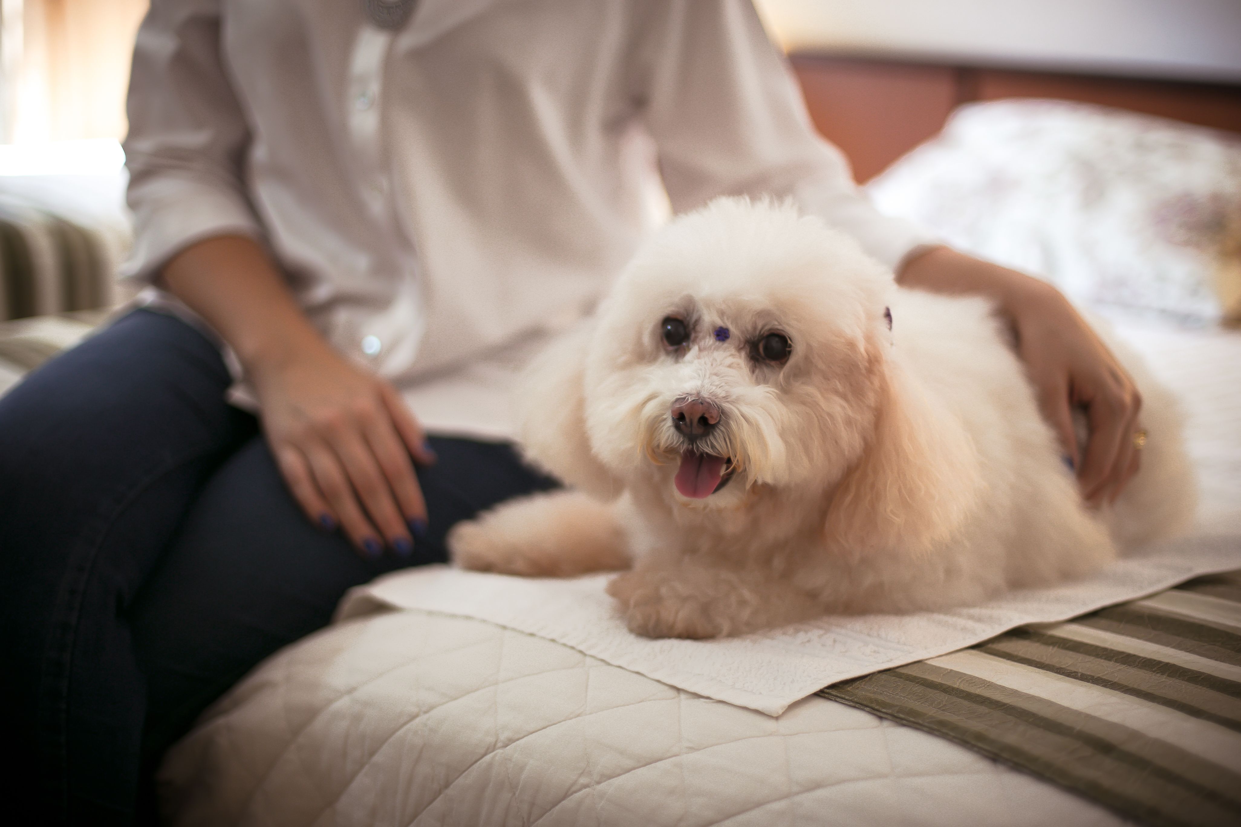 Free stock photo of baby dog, dog, friends