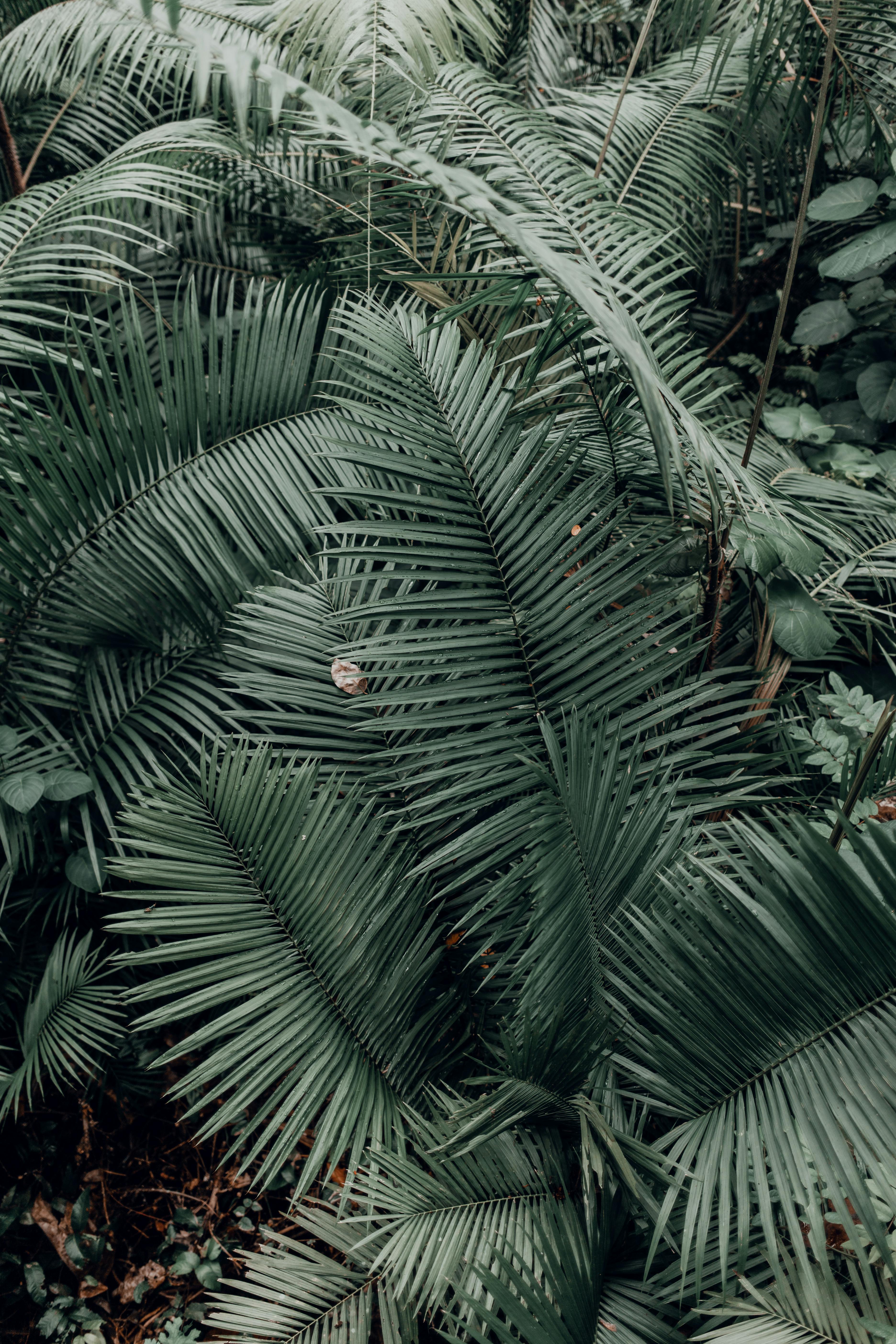 充满活力的绿色热带棕榈叶特写，呈现出自然的纹理和宁静的氛围