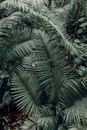 Blade of Green Palm Leaves in Close-up Photography